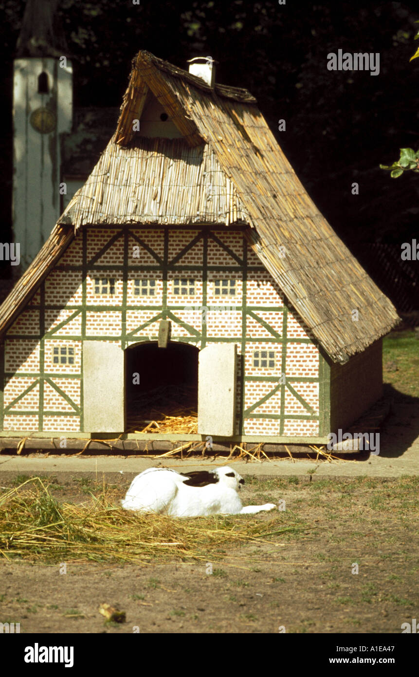 A pet rabbit relaxes outside his house Stock Photo - Alamy