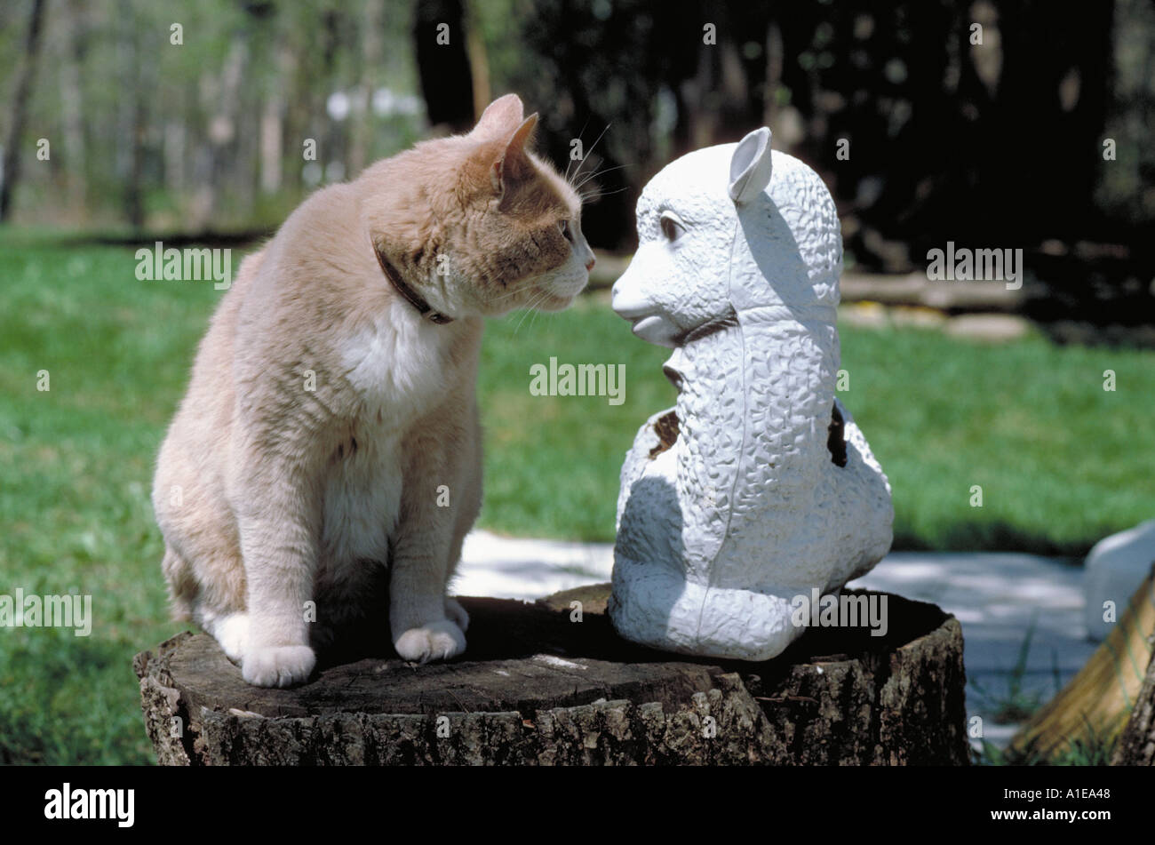 The lion and the lamb hires stock photography and images