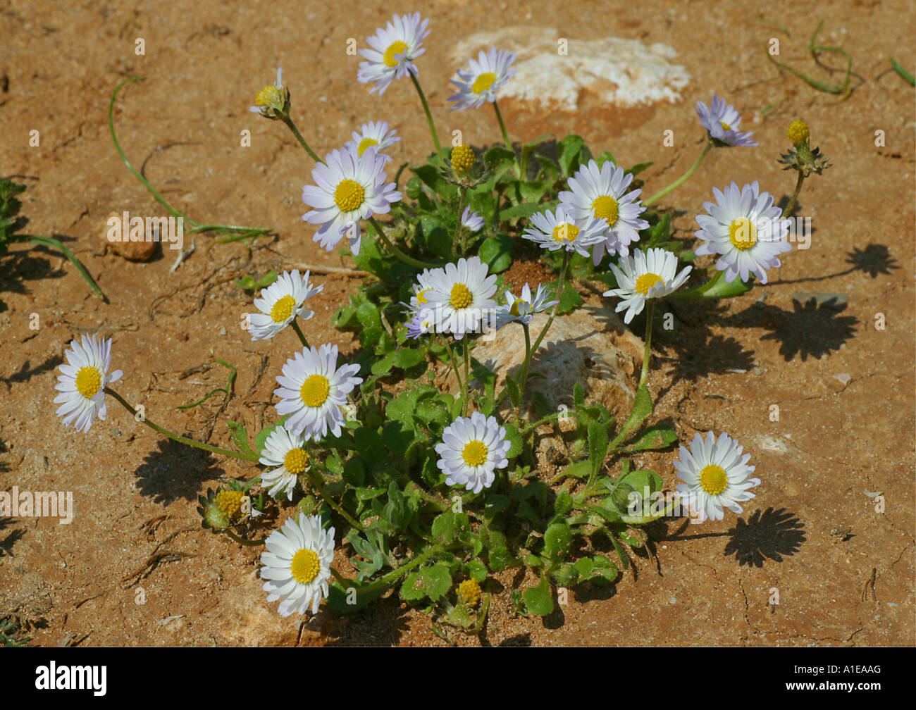 annual daisy (Bellis annua), blooming, Spain Stock Photo