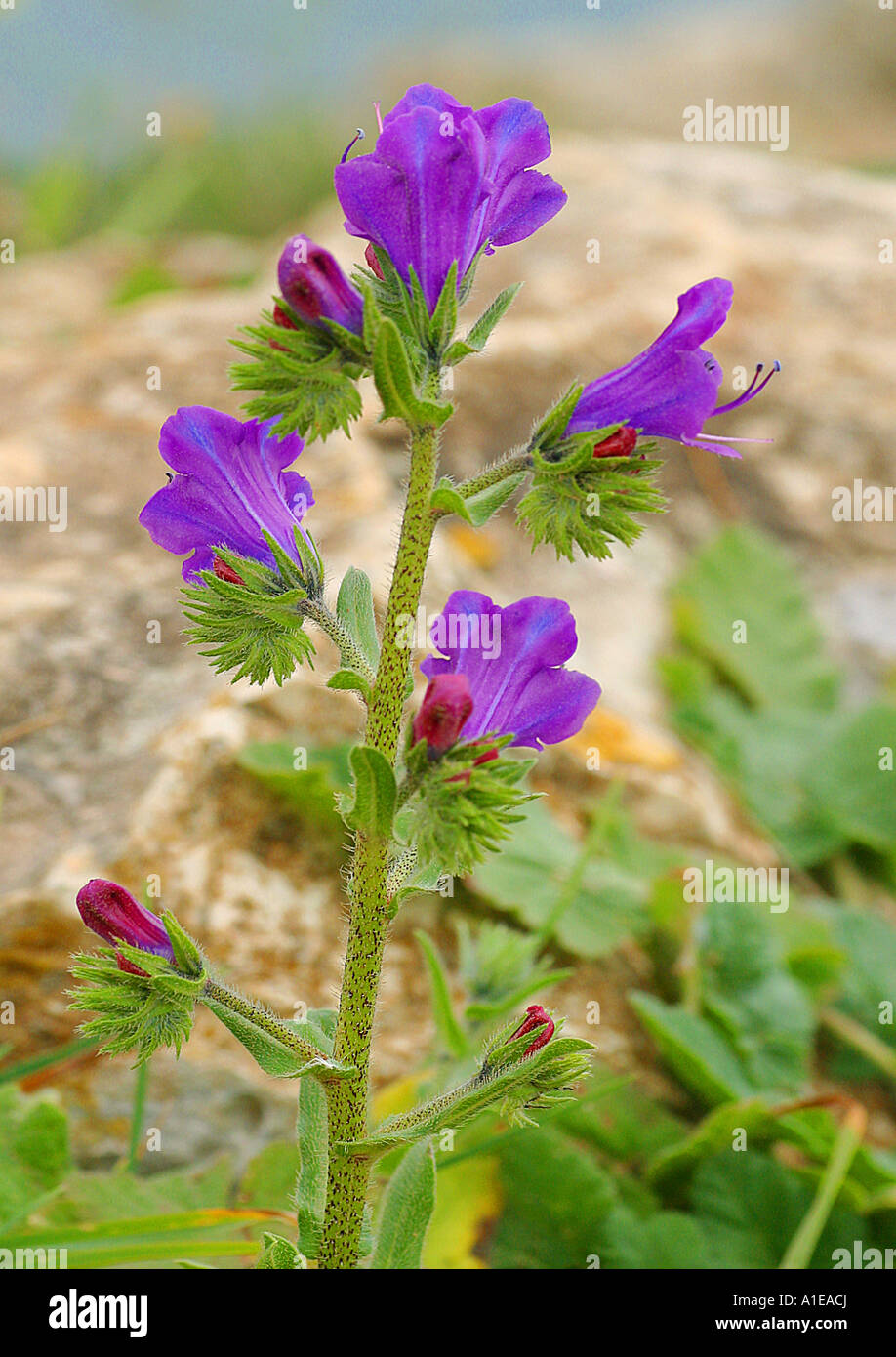 bugloss, salvation jane, Paterson's Curse, Patterson's Curse, Patersons Curse, Pattersons Curse (Echium plantagineum), blooming Stock Photo