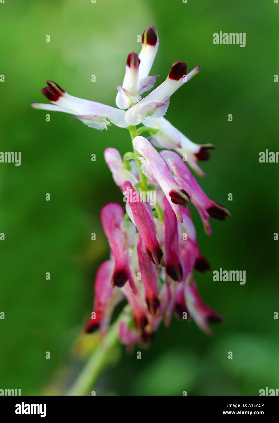 white ramping-fumitory (Fumaria capreolata), blooming, Spain Stock Photo