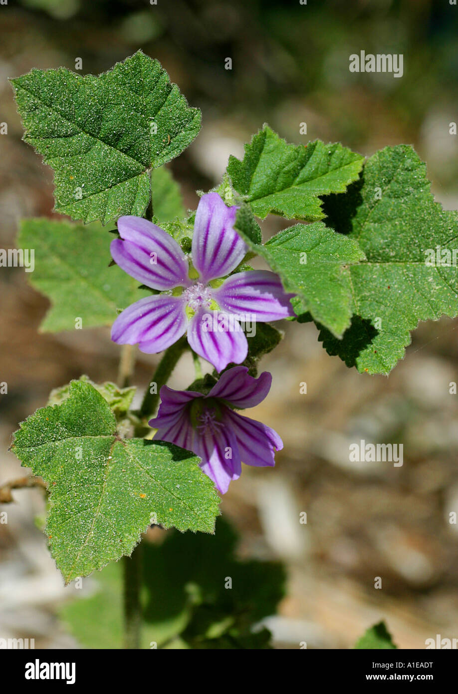 common mallow, blue mallow, high mallow, high cheeseweed (Malva sylvestris), blooming Stock Photo