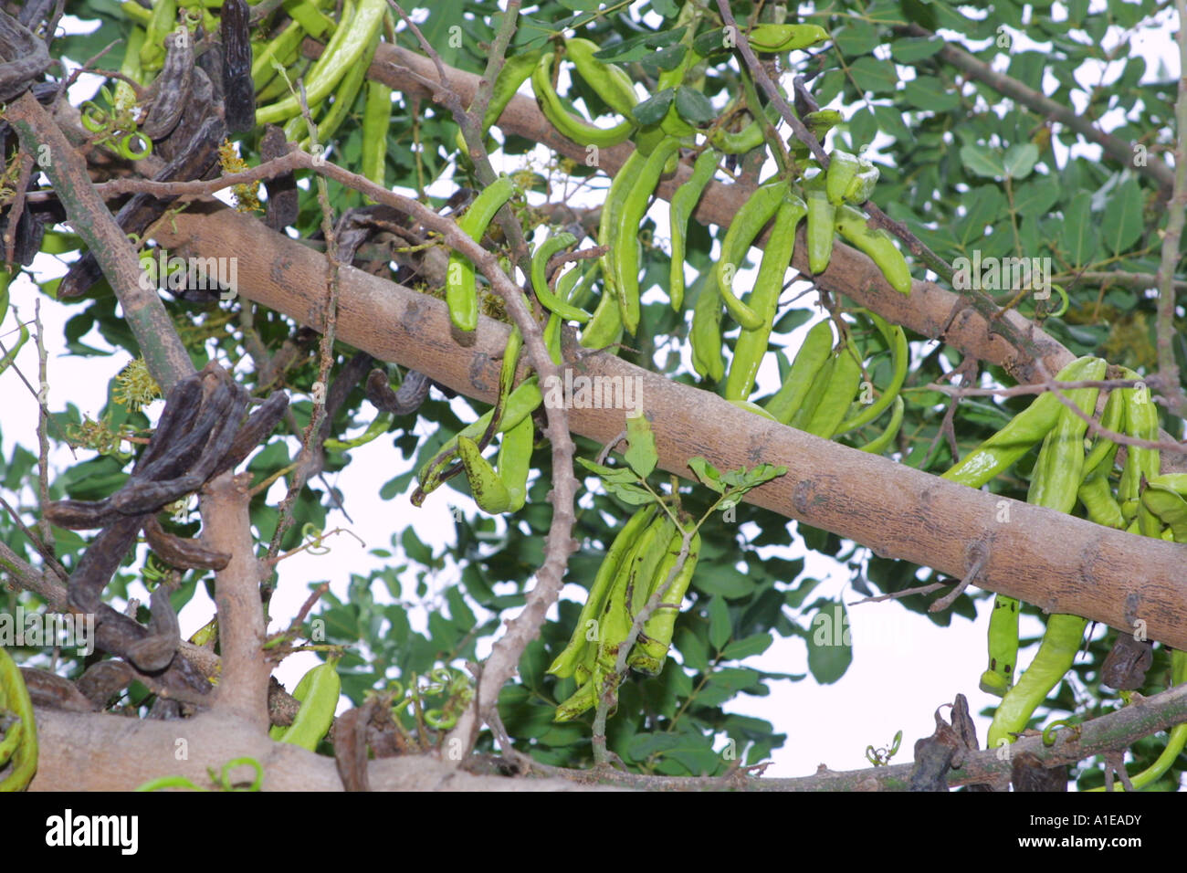 carob tree, St. John's bread (Ceratonia siliqua), fruits, Spain Stock