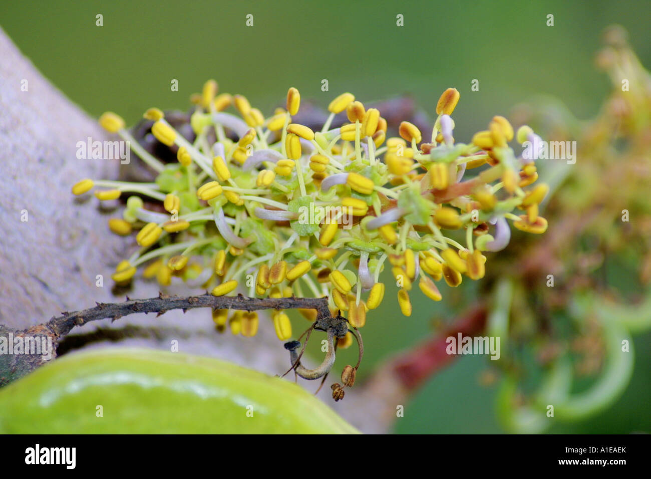 Carob family hires stock photography and images Alamy