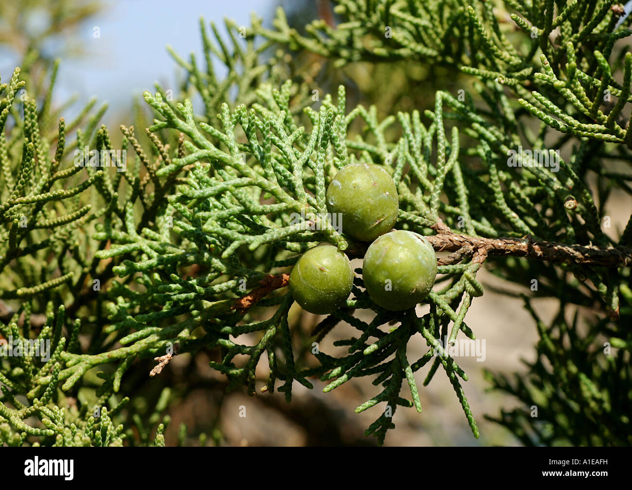 Phoenician juniper (Juniperus phoenicea), with fruits, Spain Stock Photo