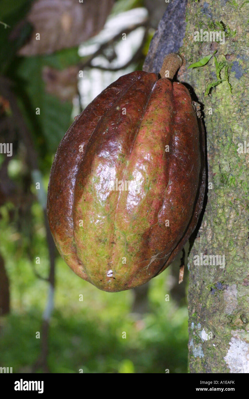 chocolate, cocoa tree (Theobroma cacao), fruit Stock Photo