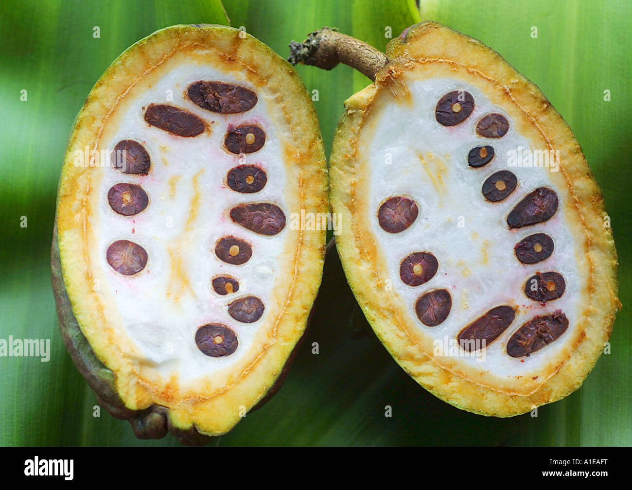 chocolate, cocoa tree (Theobroma cacao), opened fruit with seeds Stock