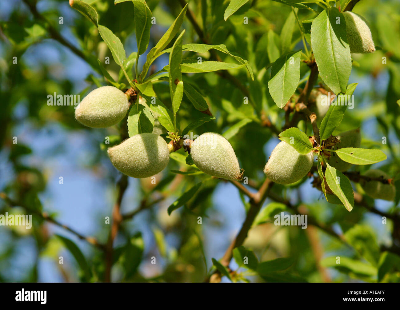 sweet almond (Prunus amygdalus var. dulcis, Prunus dulcis var. dulcis), fruits, Spain Stock Photo