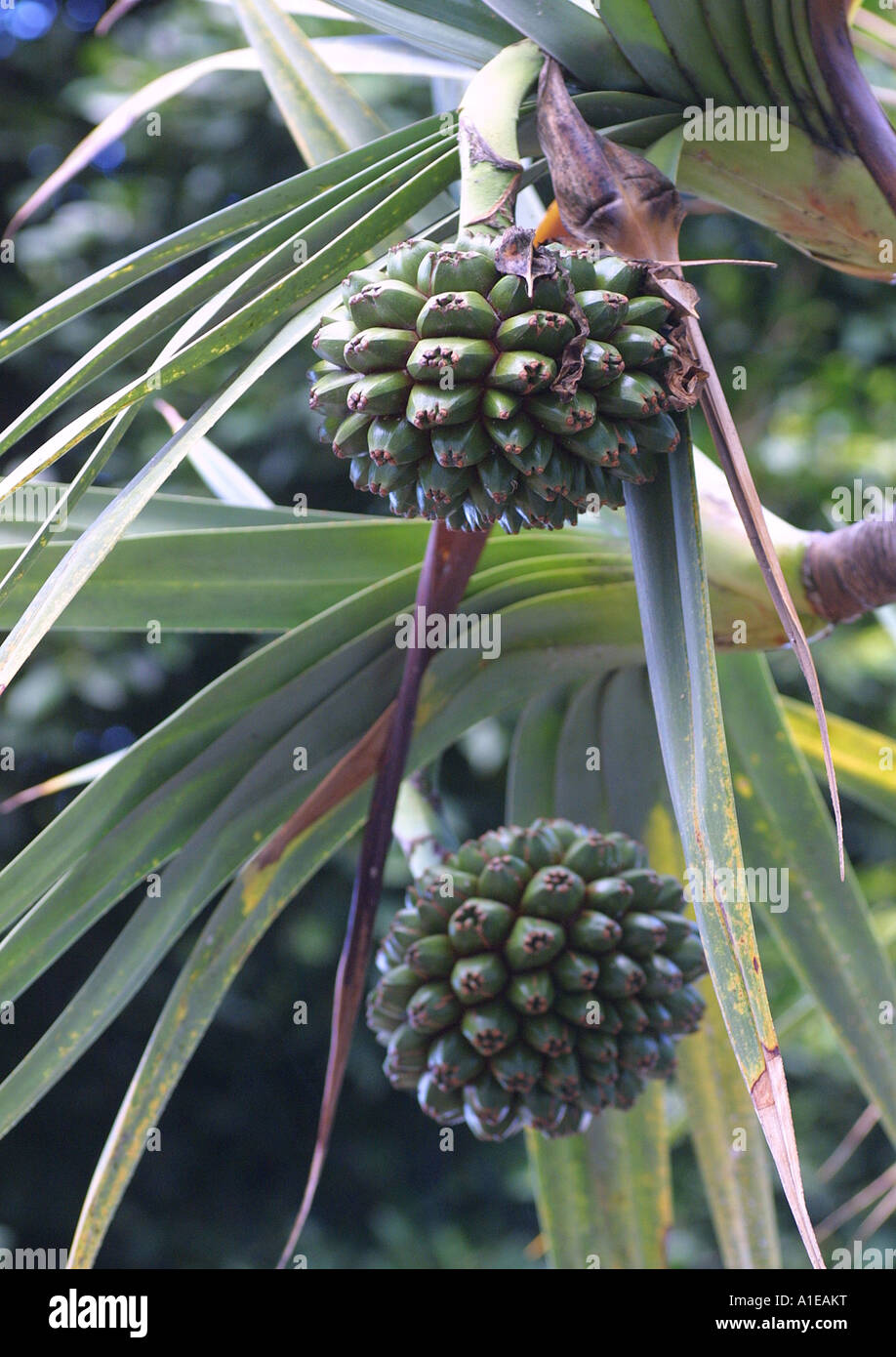 pahong, screw pine (Pandanus utilis), infructescences Stock Photo