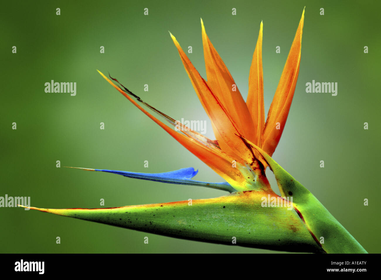 crane flower, bird of paradise flower, geel piesang (Strelitzia reginae), blossom Stock Photo