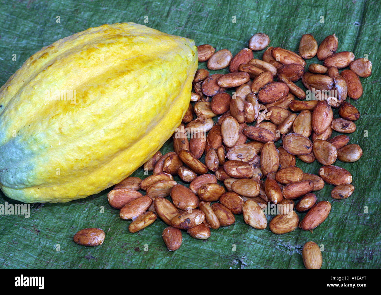 chocolate, cocoa tree (Theobroma cacao), mature fruit with seeds Stock Photo