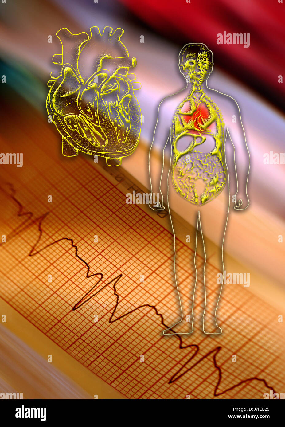 Electrocardiograph (ECG) and diagram of human body Stock Photo