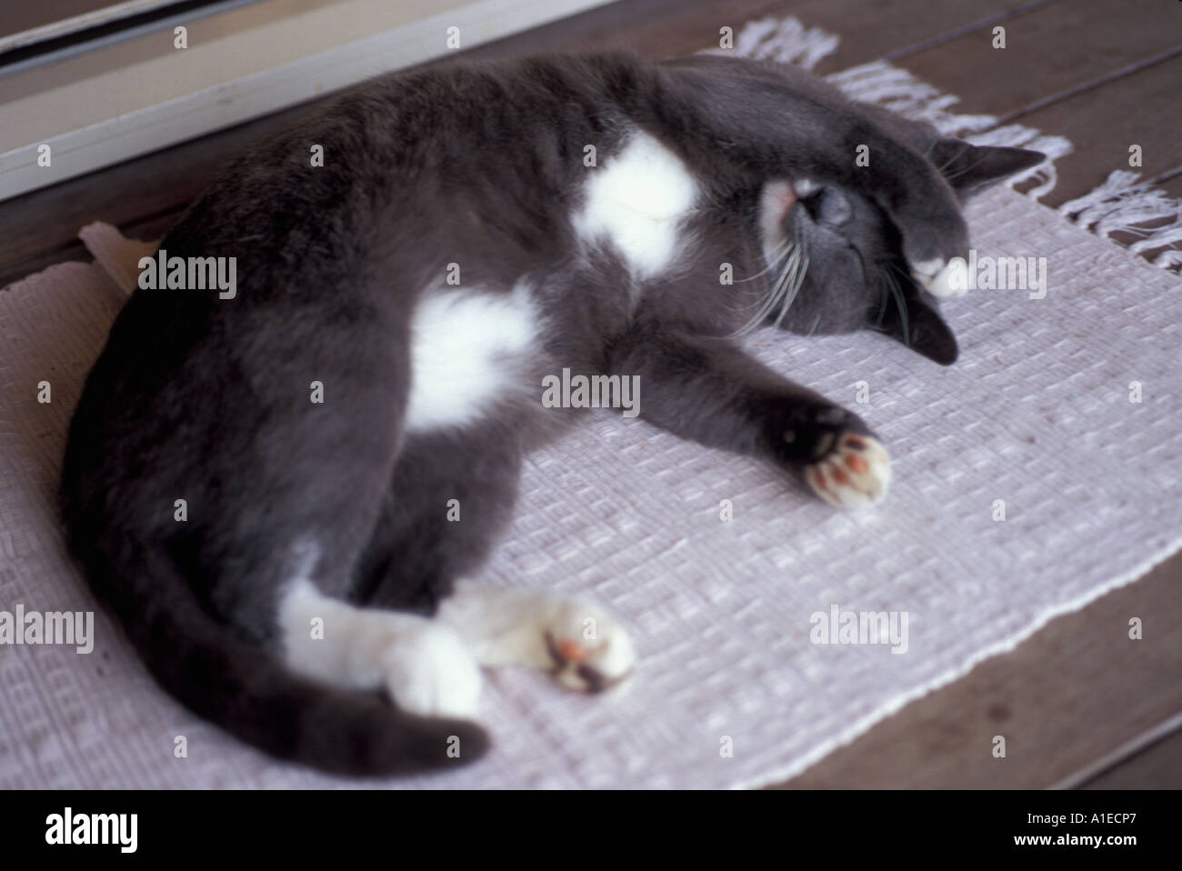 Cat napping on back Stock Photo