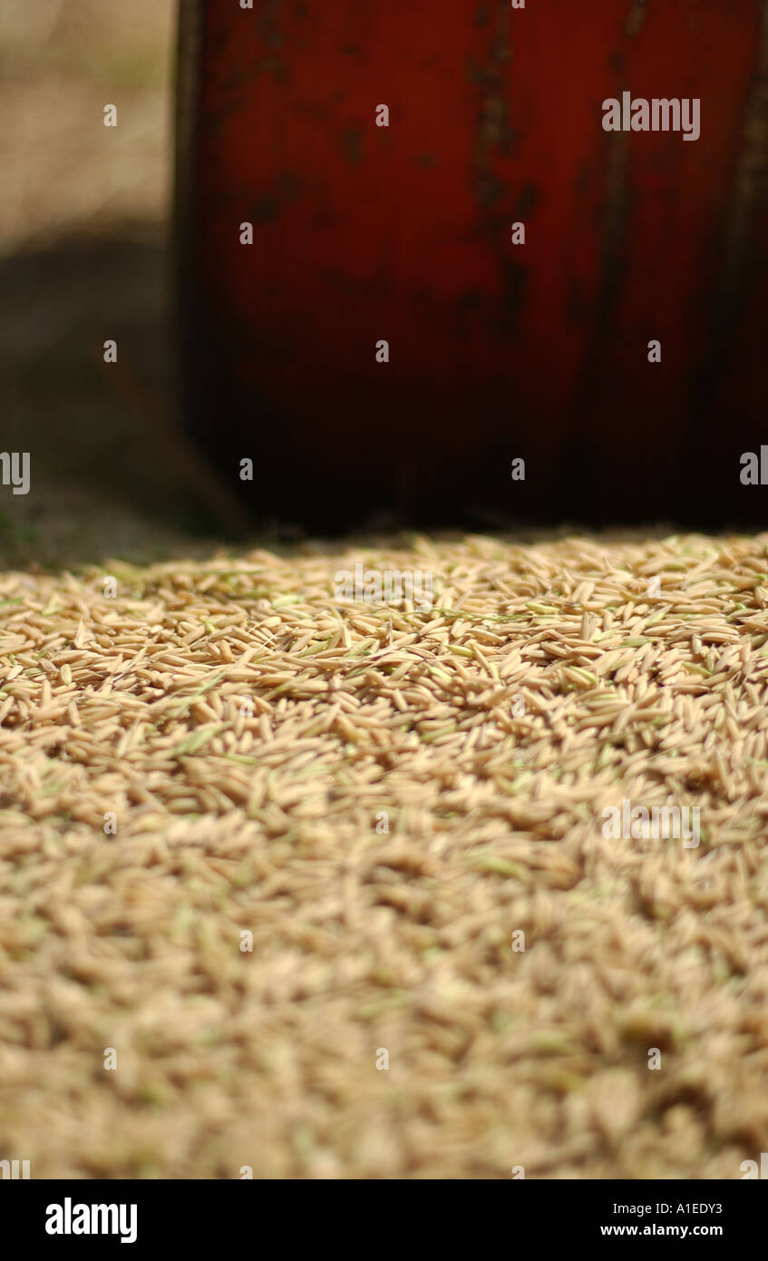 Basmati Rice Growing Stock Photos & Basmati Rice Growing Stock Images ...