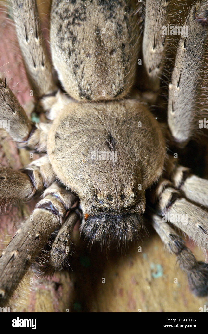 Macro closeup of large indian tarantula spider Stock Photo Alamy