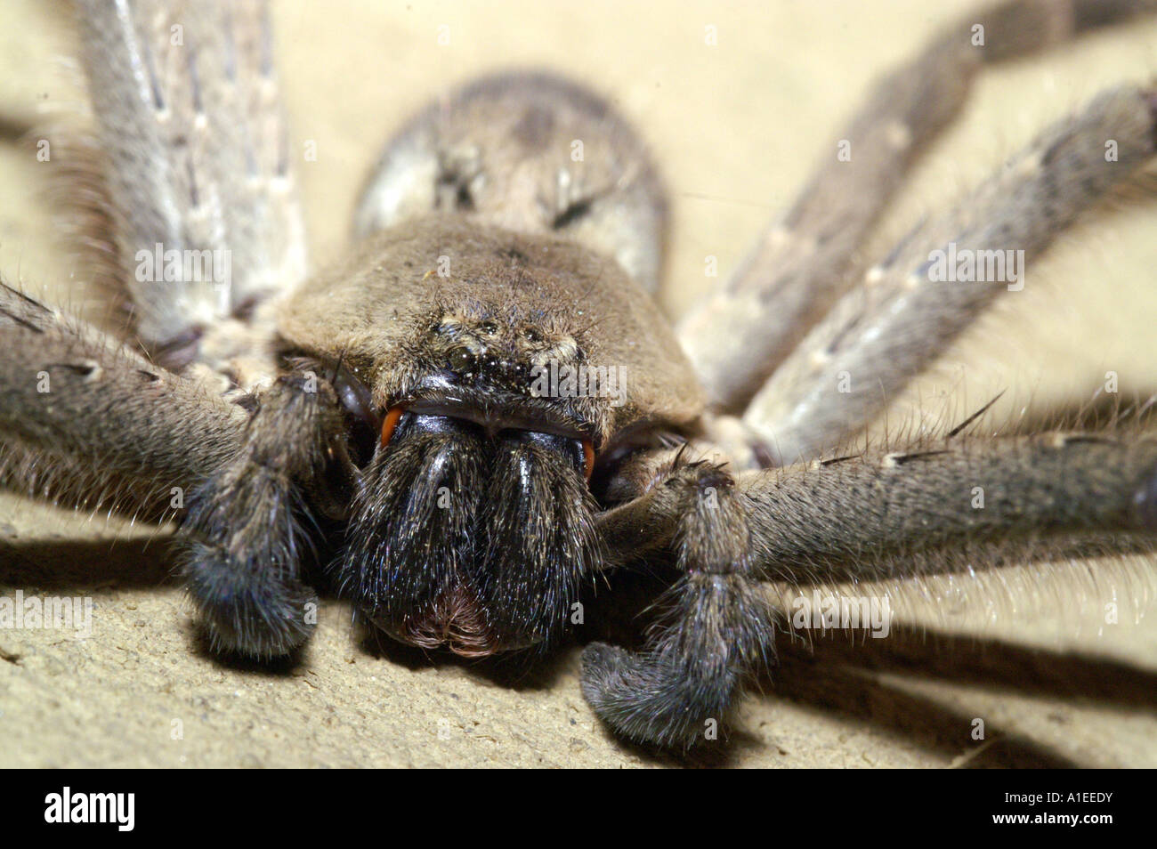 Macro closeup of large indian tarantula spider frontal view Stock Photo