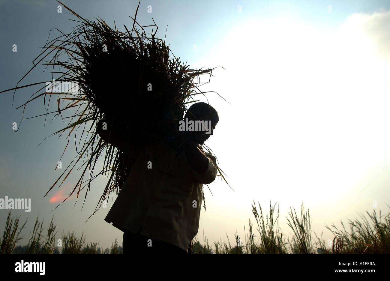 labourers in India harvesting rice that is sold as Fairtrade rice ...