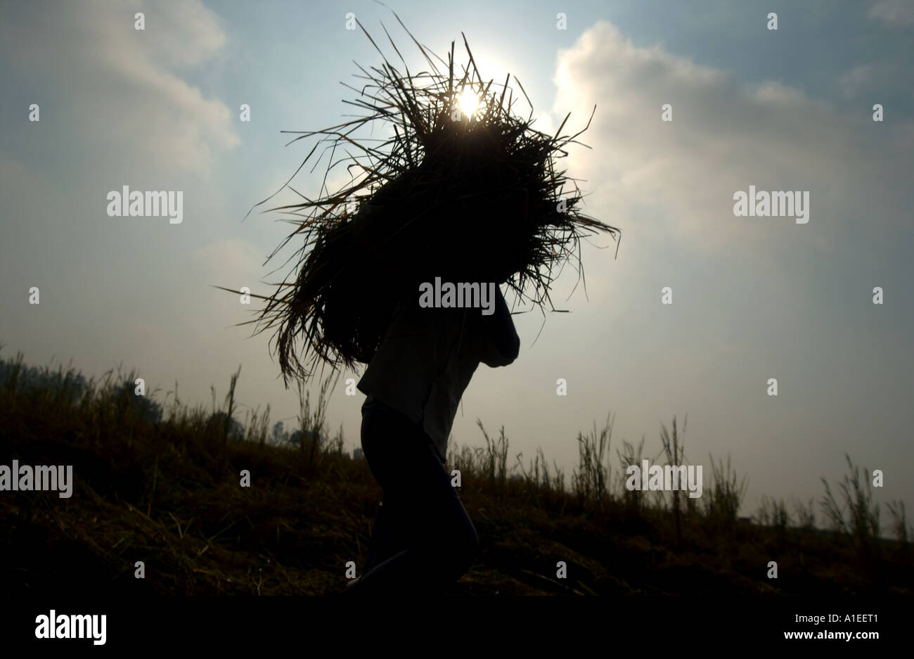 labourers in India harvesting rice that is sold as Fairtrade rice ...