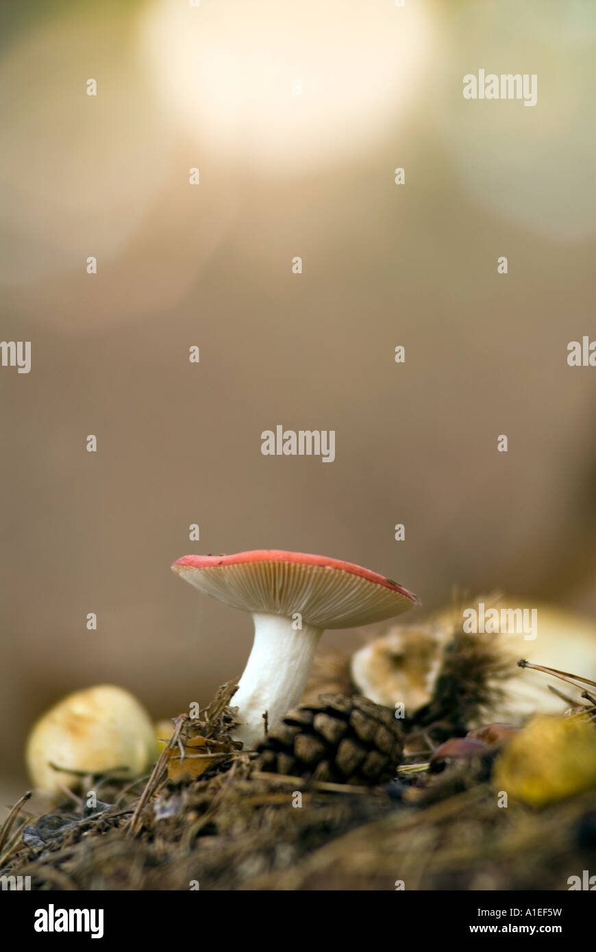 PICTURE CREDIT DOUG BLANE wild mushroom in Blickhill Woods Bedfordshire Stock Photo