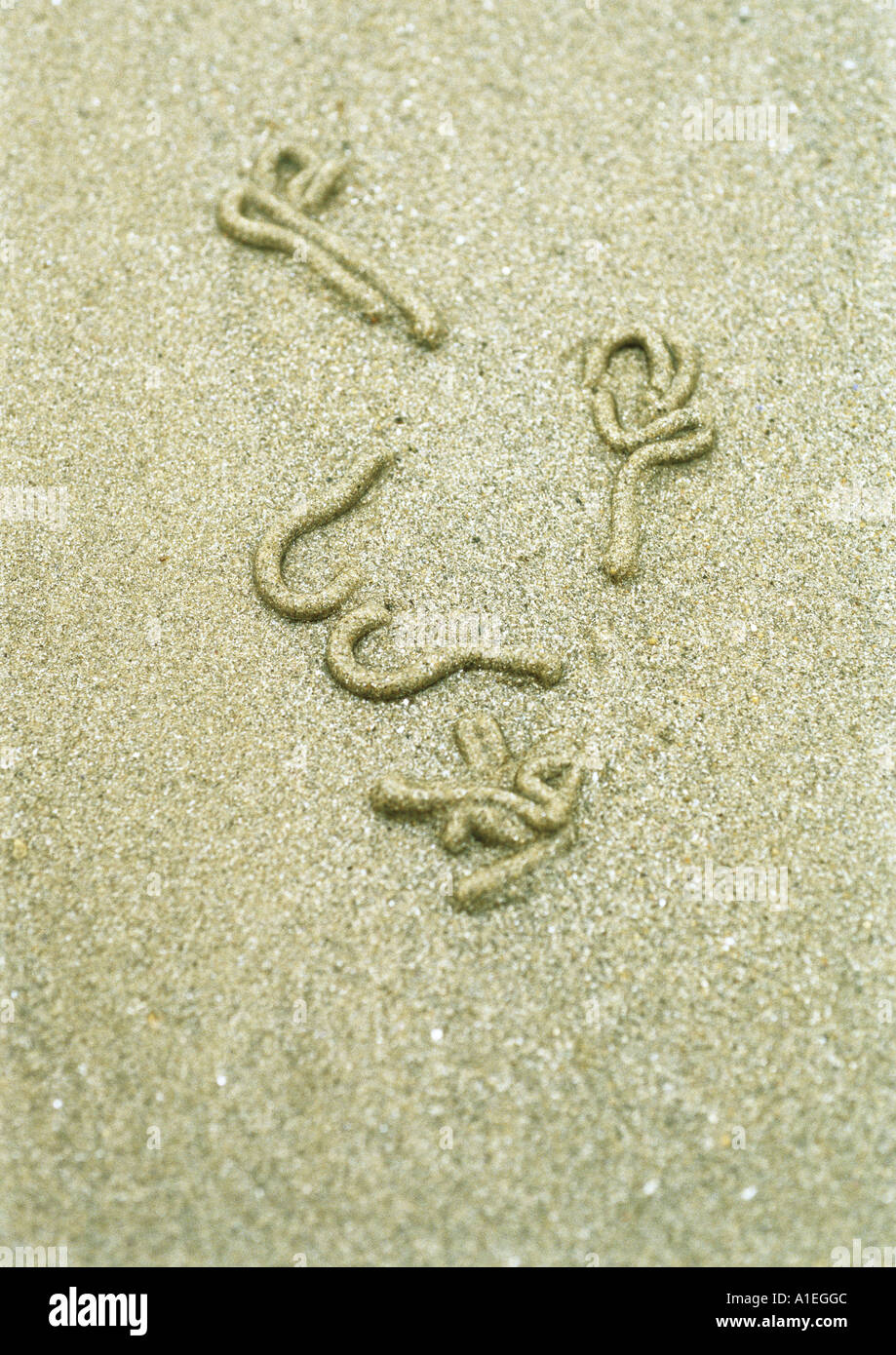 Sand worm excrement on beach Stock Photo