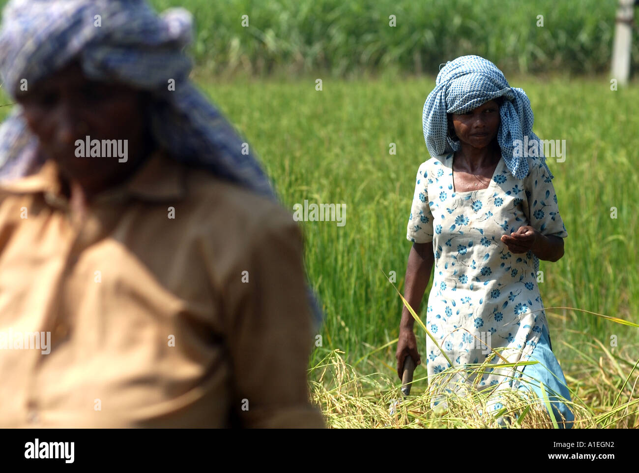 Labourers on a rice field in northern India. The rice here is traded ...