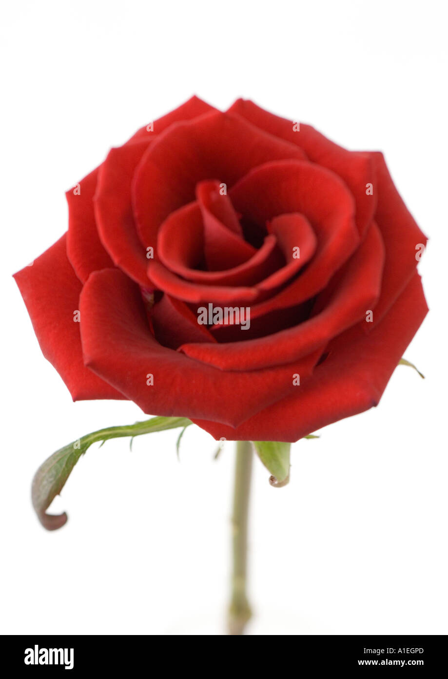 Red rose Stock Photo Alamy
