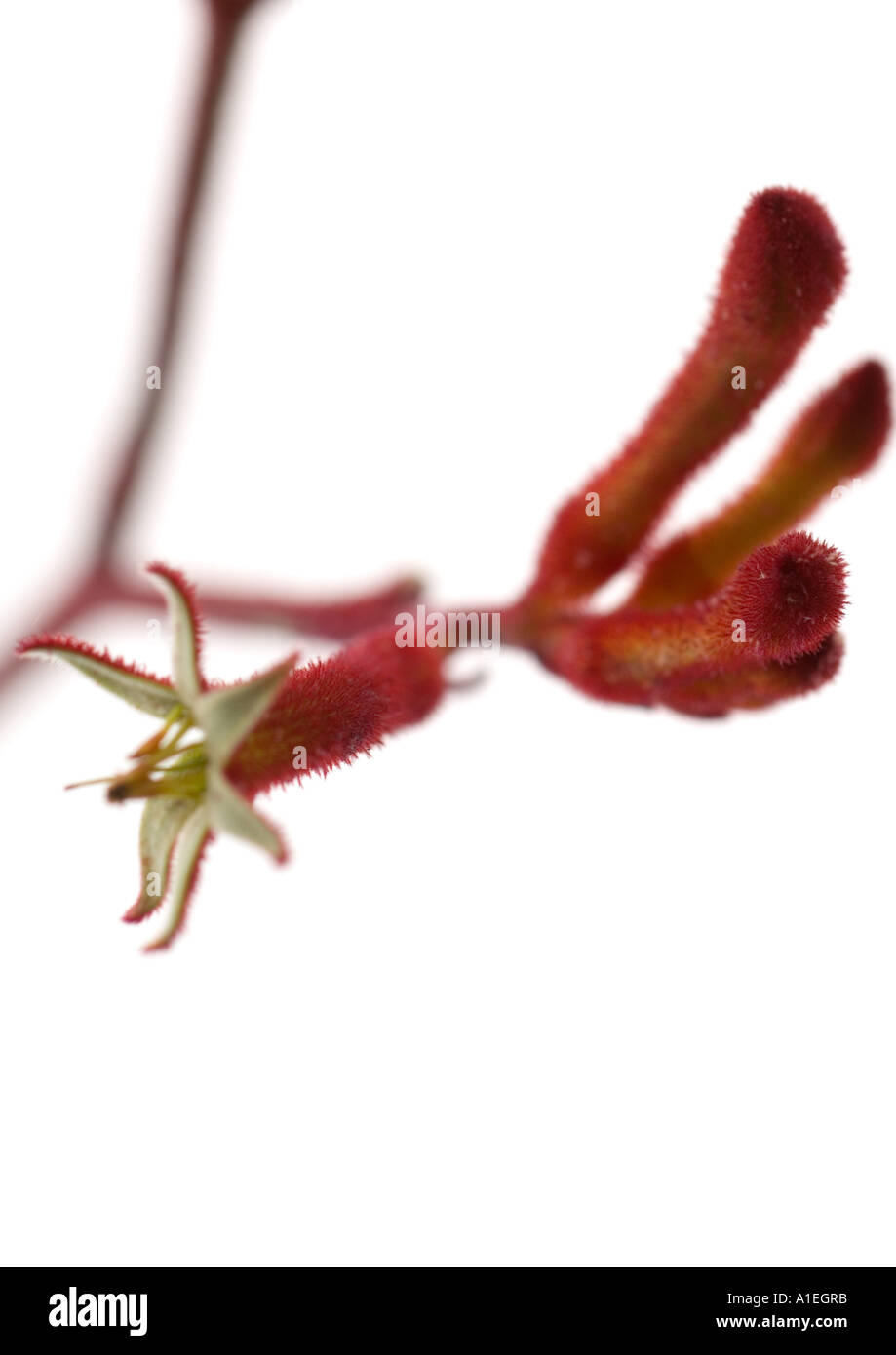 Kangaroo paw flowers Stock Photo Alamy