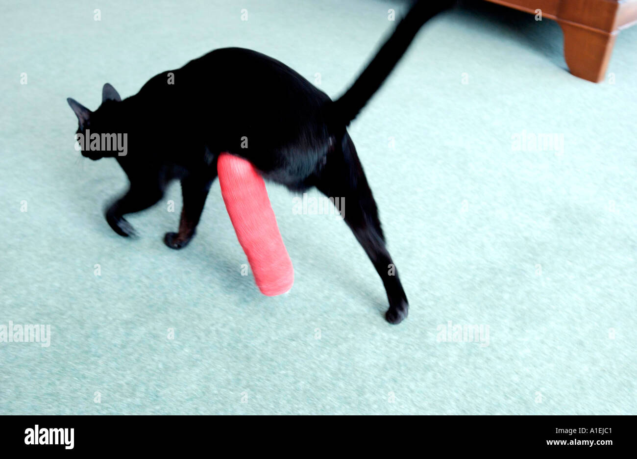 Unlucky black cat with injured leg in red plaster cast, hopping along