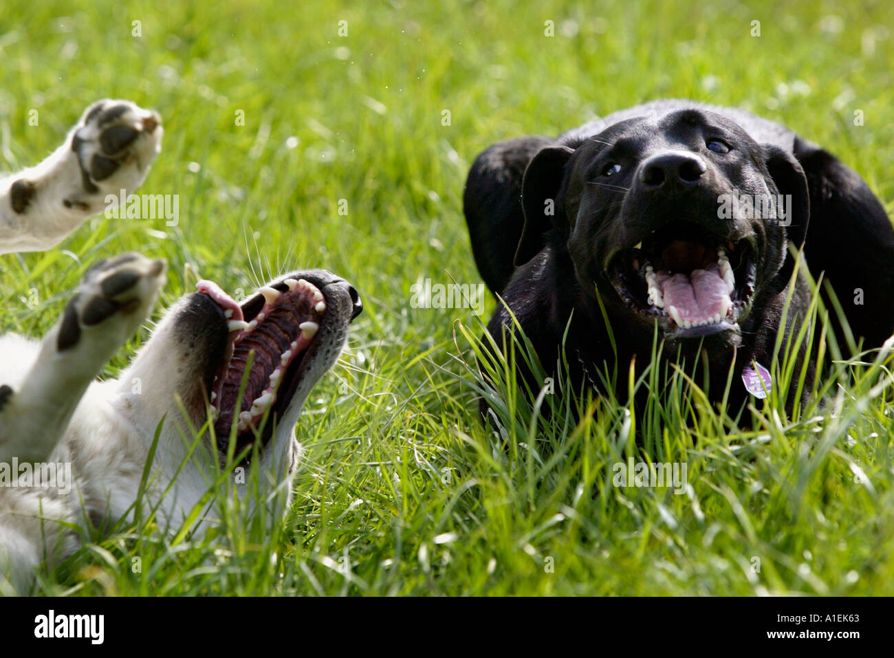two dogs playing in the grass one of them white the other black Stock ...