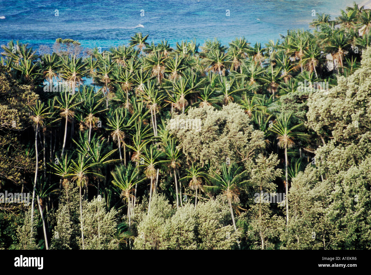 Lord howe island palms hires stock photography and images Alamy