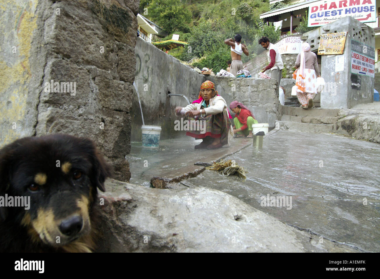 Bored dog turning away his head from scene of bathing men in hot