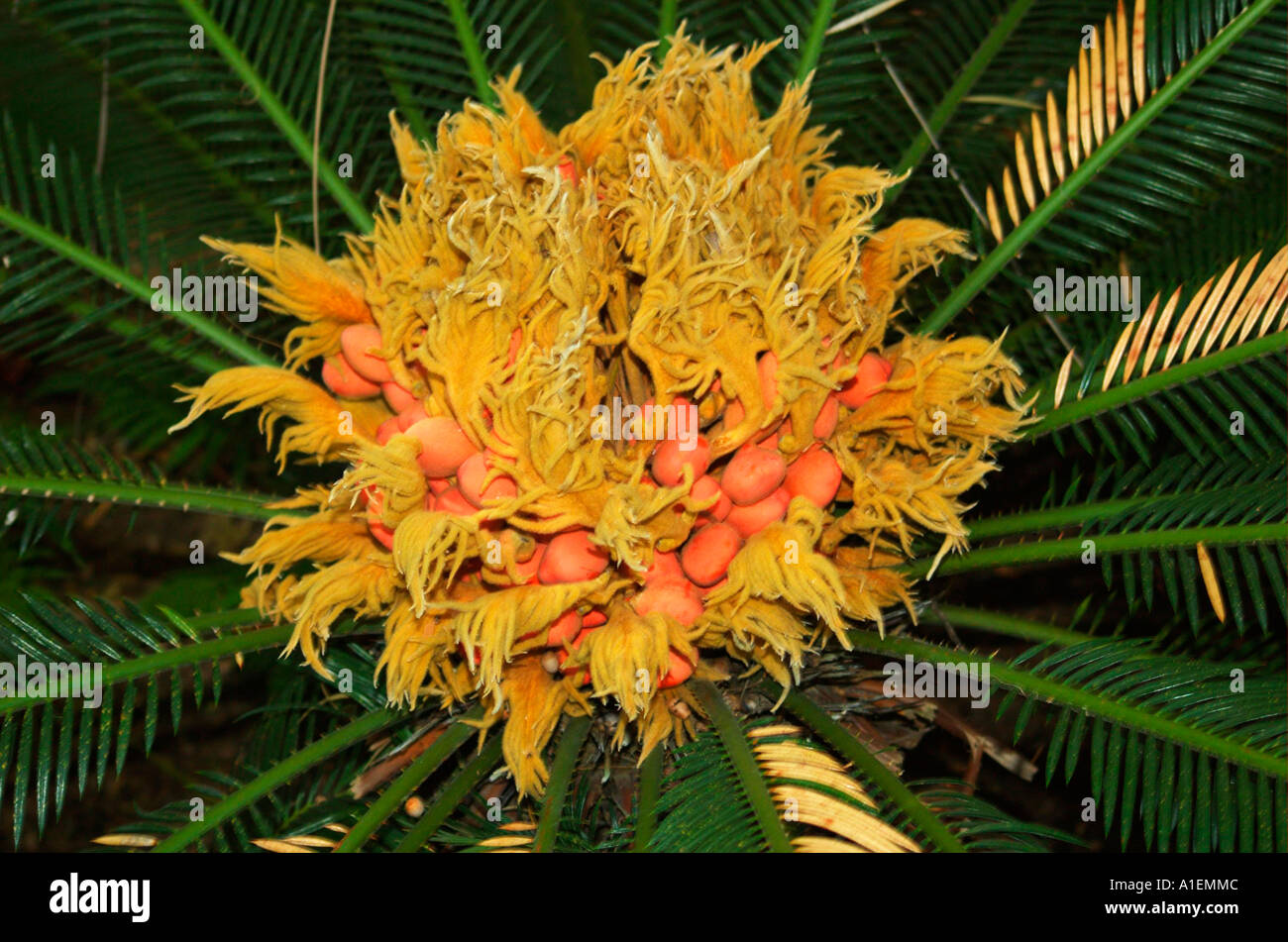 female Sago Palm Cycas revoluta Stock Photo 5849419 Alamy
