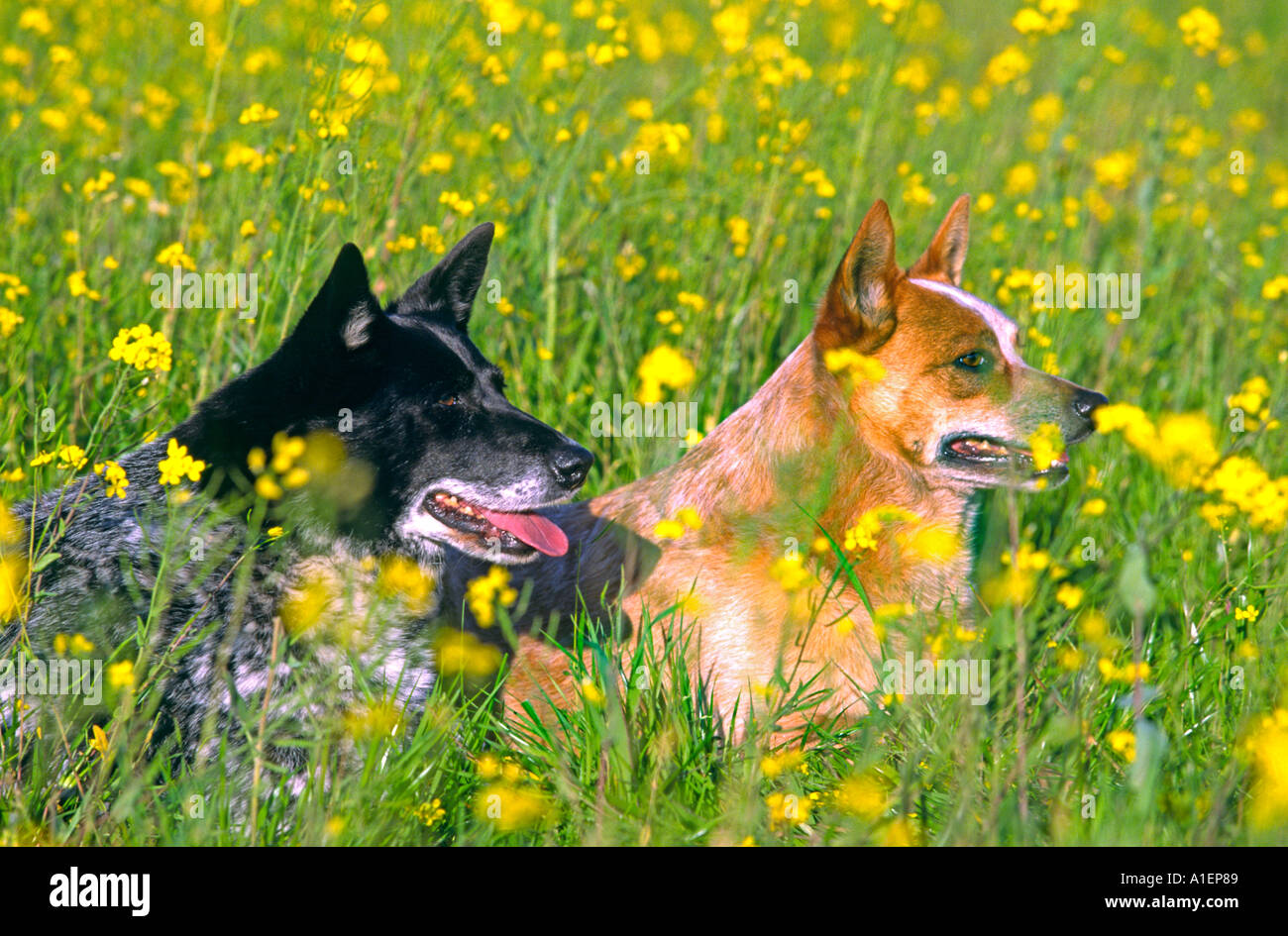 Heelers hi-res stock photography and images - Alamy