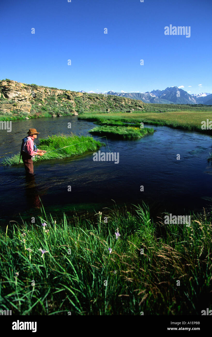 Model Released Senior man fly fishing Eastern Sierras Stock Photo Alamy
