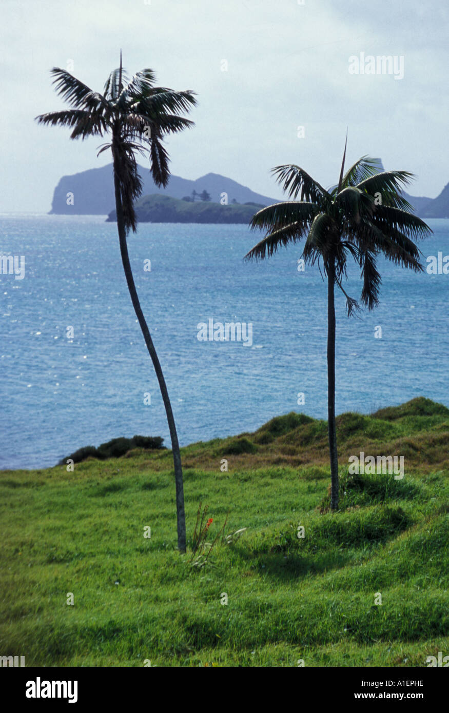 Lord howe island palms hires stock photography and images Alamy