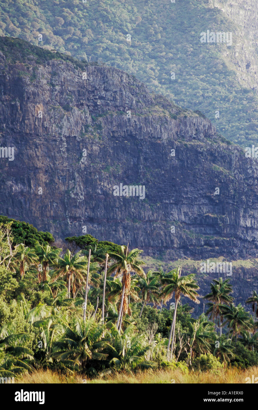 Thatch Palms Howea forsteriana cliffs of Mt Lidgbird Lord Howe Island