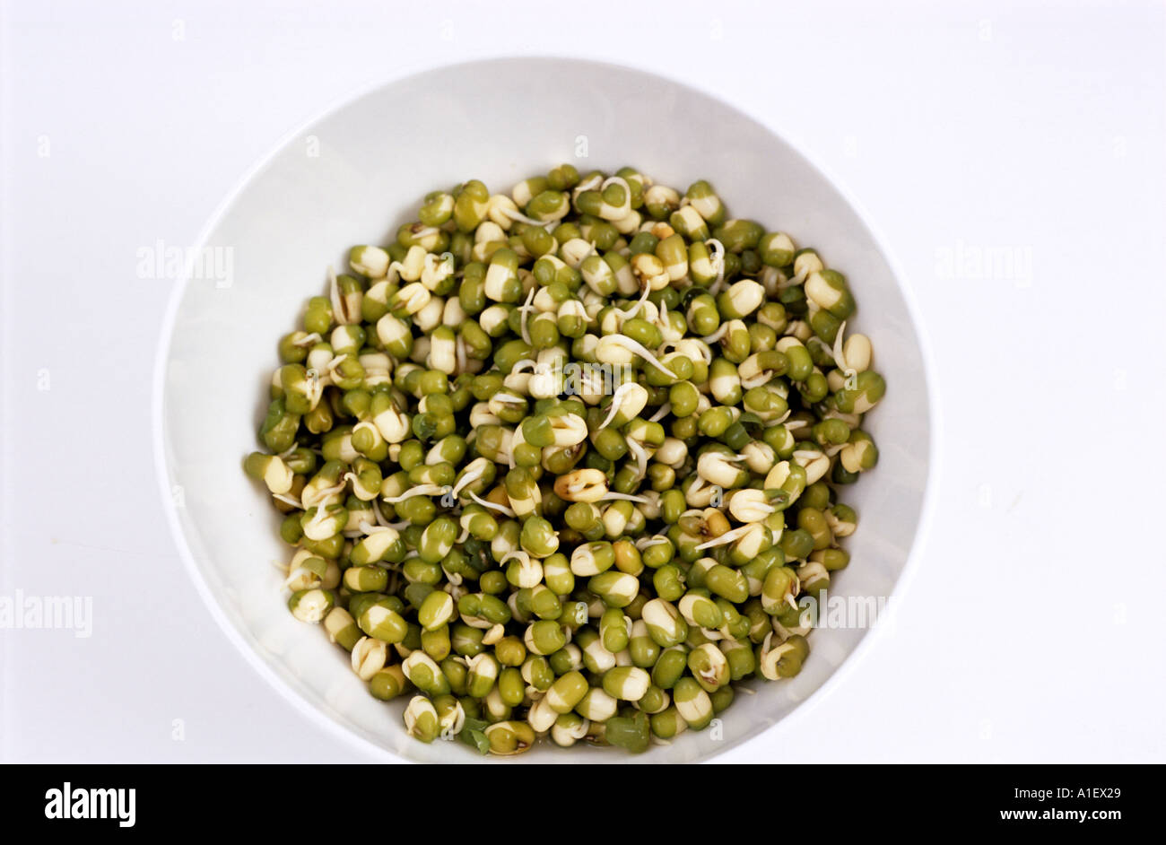 Sprouting munge beans Vigna radiata Stock Photo Alamy