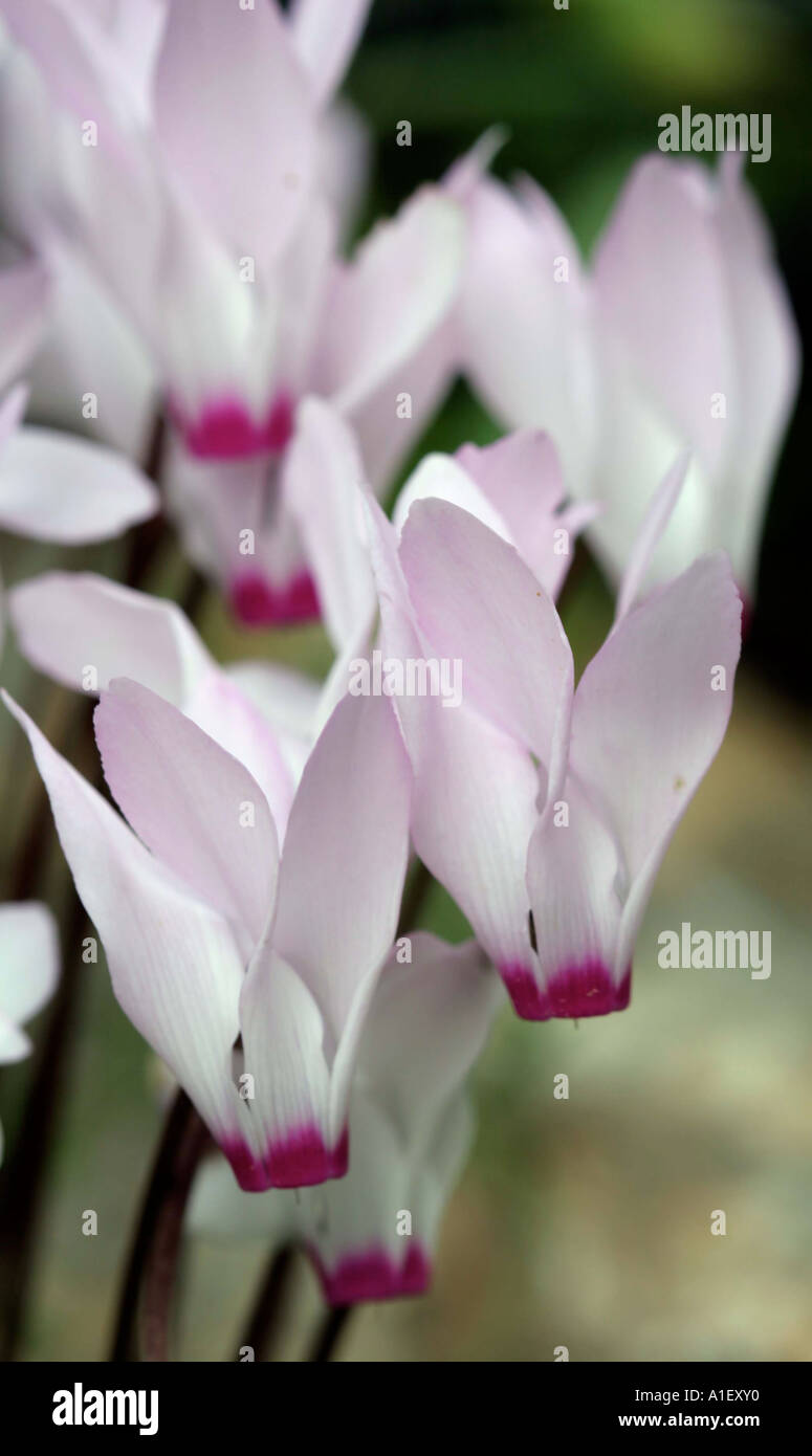 Cyclamen in nature Israel Stock Photo