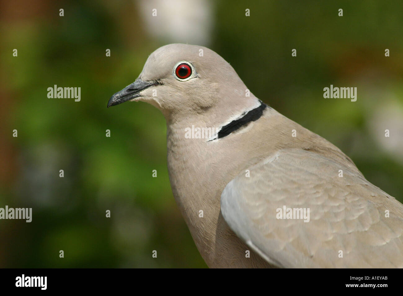 Collared Dove in garden Streptopelia decaocto Stock Photo Alamy