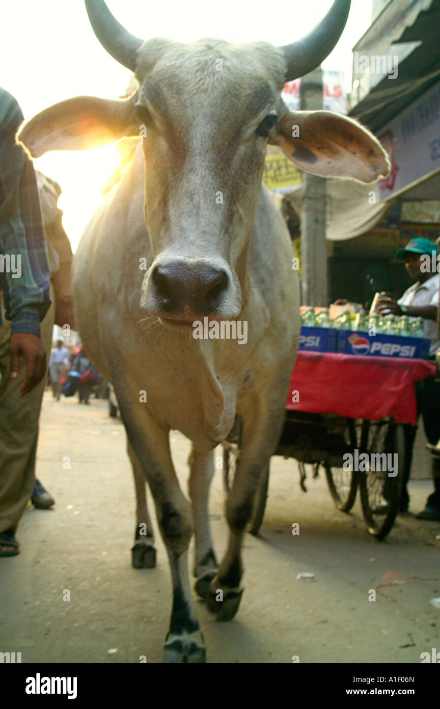 holi cow delhi tickets