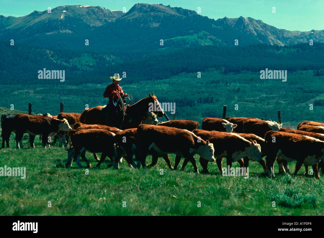 Cattle ranches wyoming hi-res stock photography and images - Alamy