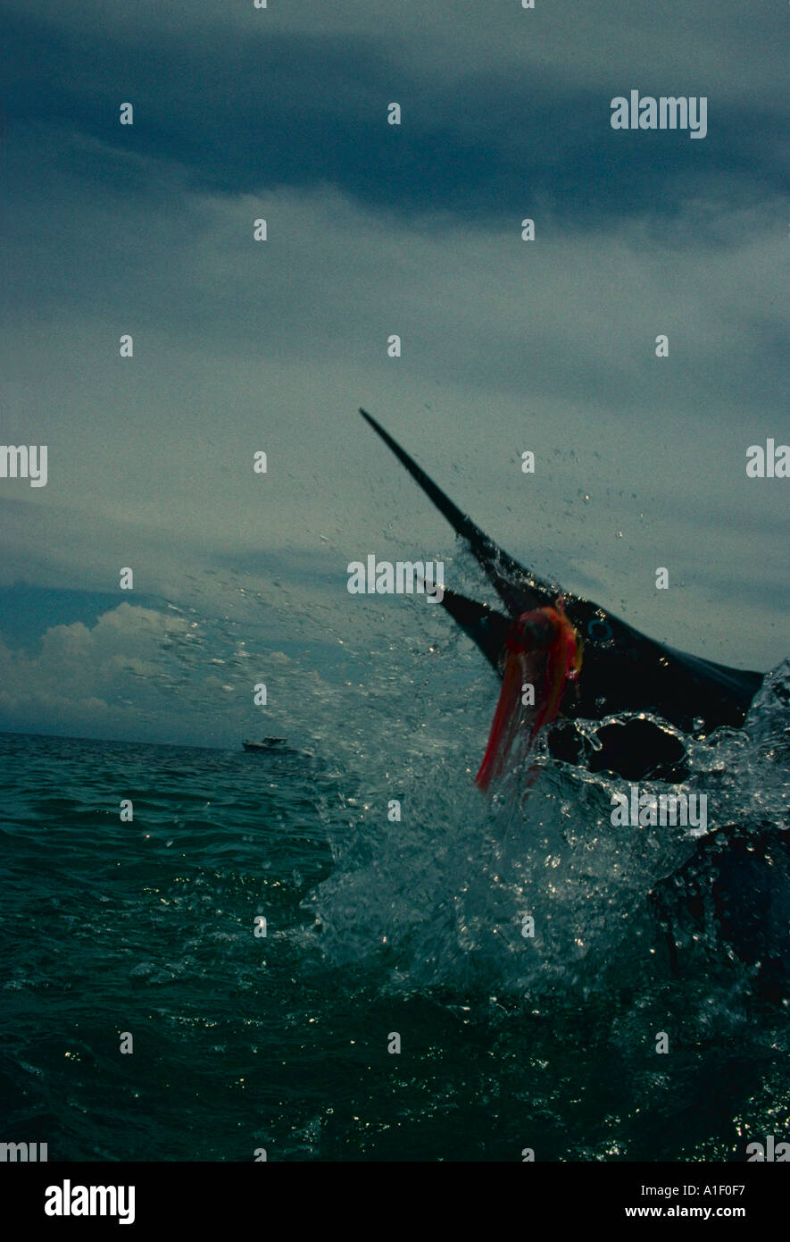 Blue marlin caribbean hi-res stock photography and images - Alamy