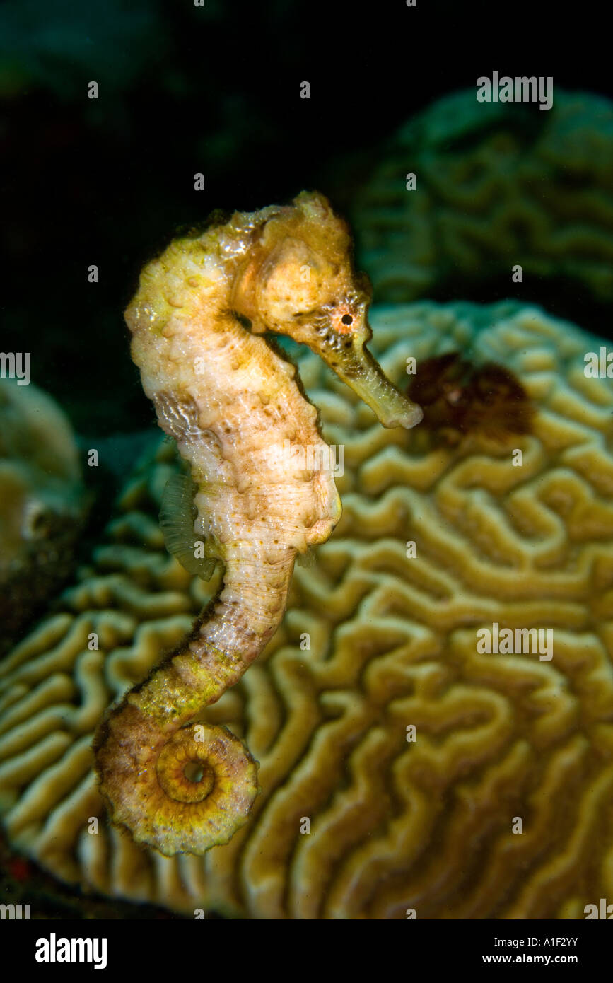 A LONGSNOUT SEAHORSE HIPPOCAMPUS REIDI IS PROPELLED BY THE CURRENTS ST VINCENT AND THE GRENADINES Stock Photo