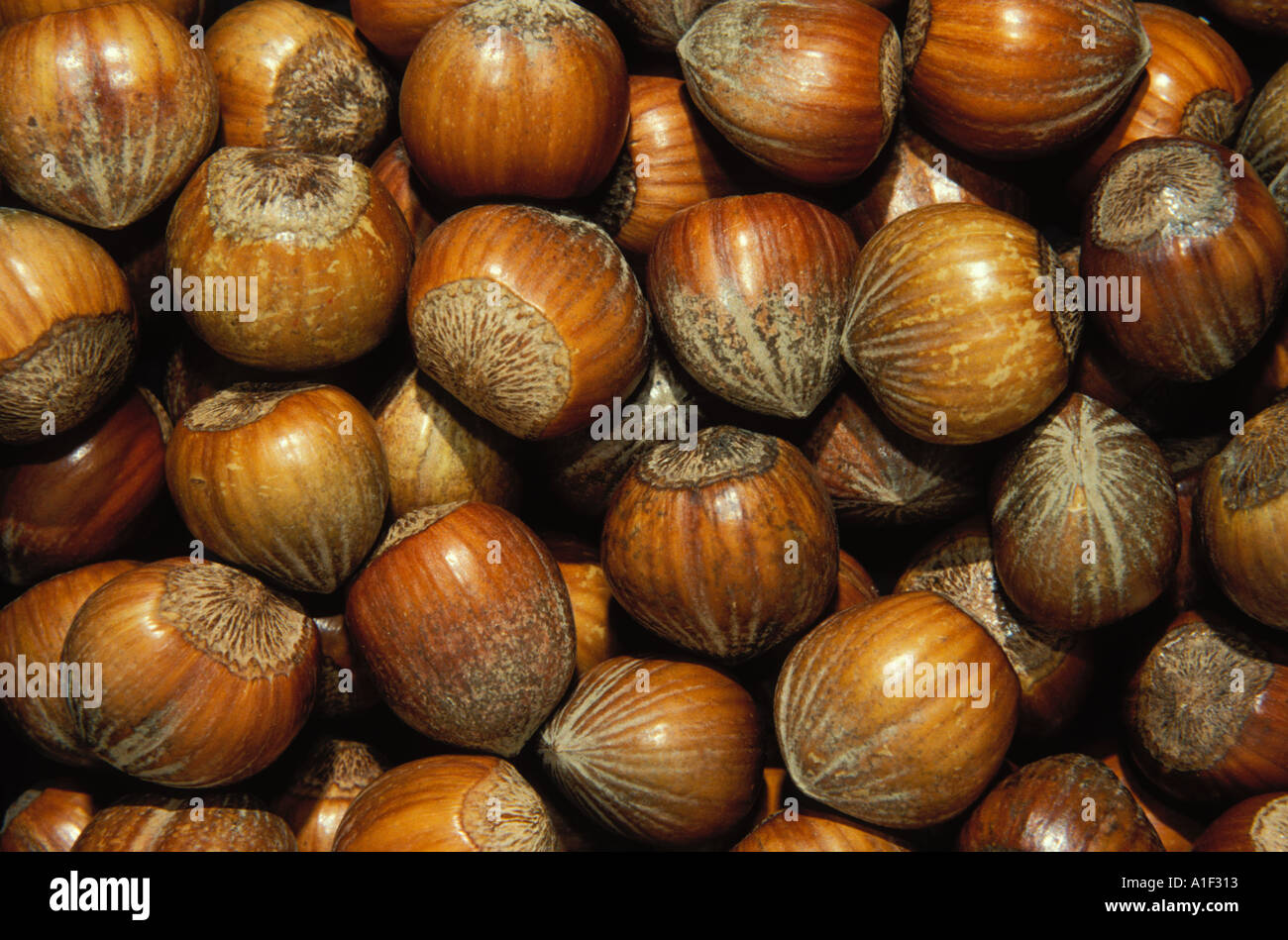 Hazel nuts Stock Photo