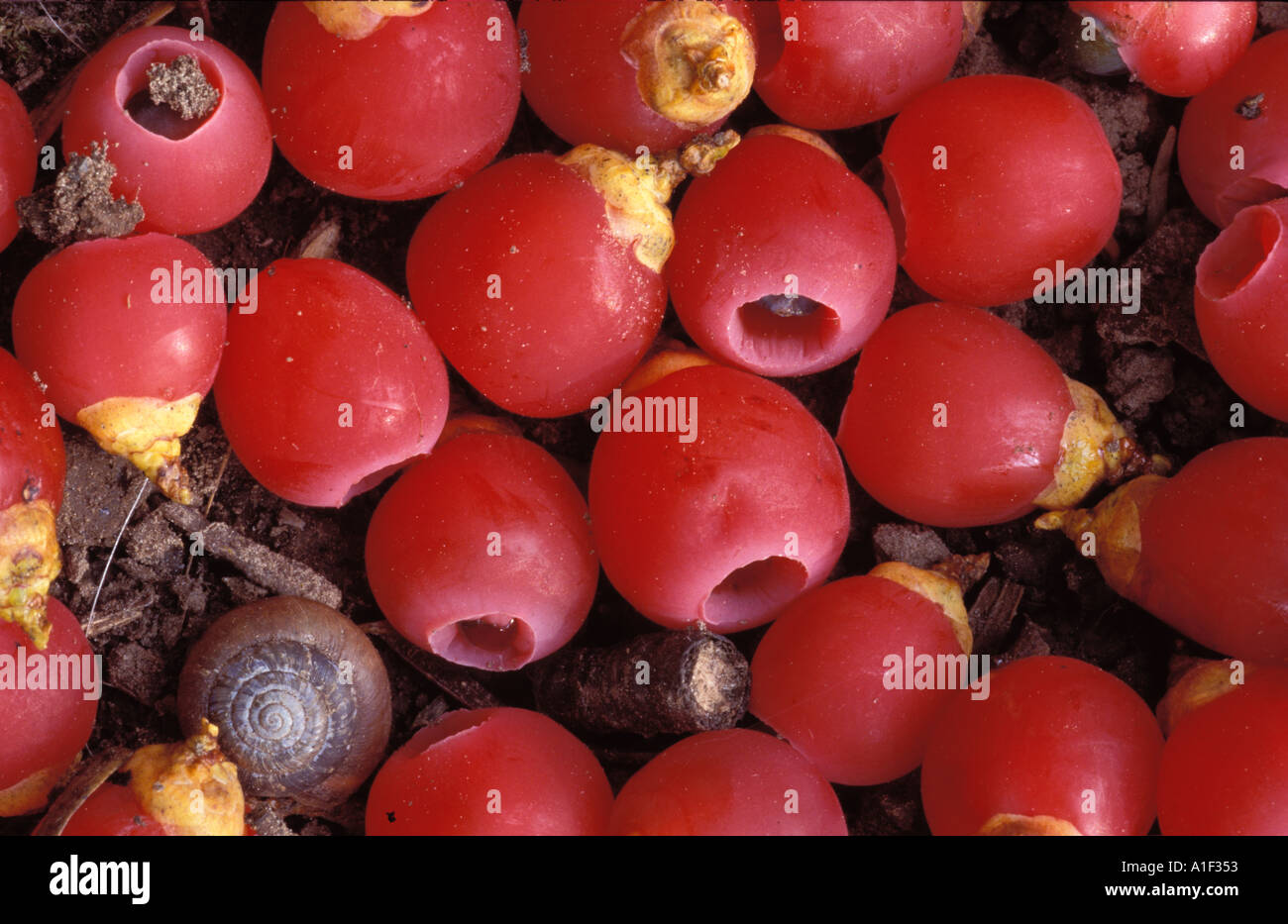 Yew berries with small snail shell Stock Photo - Alamy