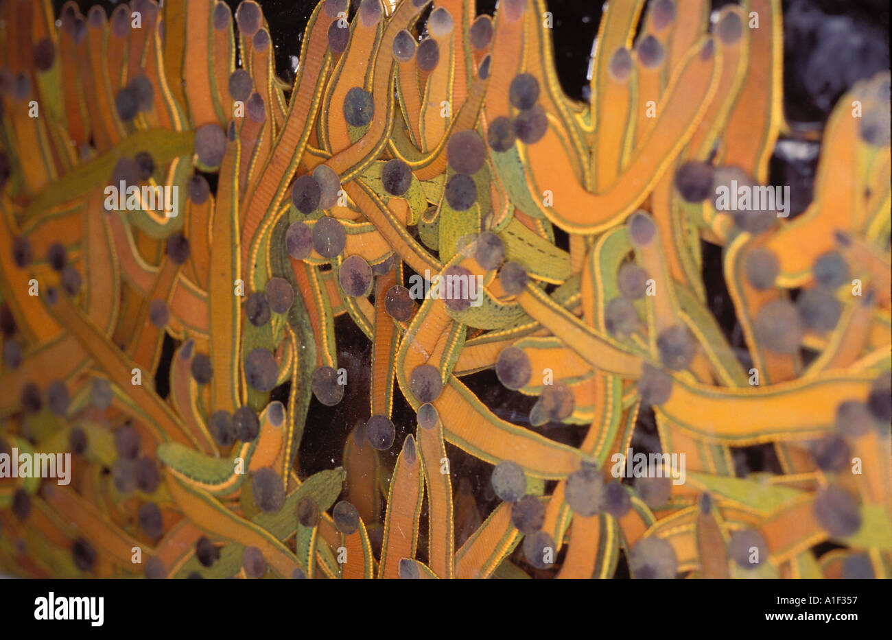 Medicinal leeches being bred medical hires stock photography and