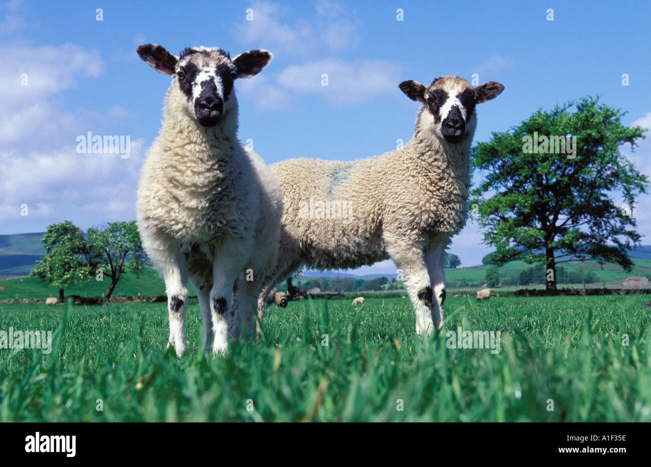 Two young lambs in a spring field Stock Photo - Alamy