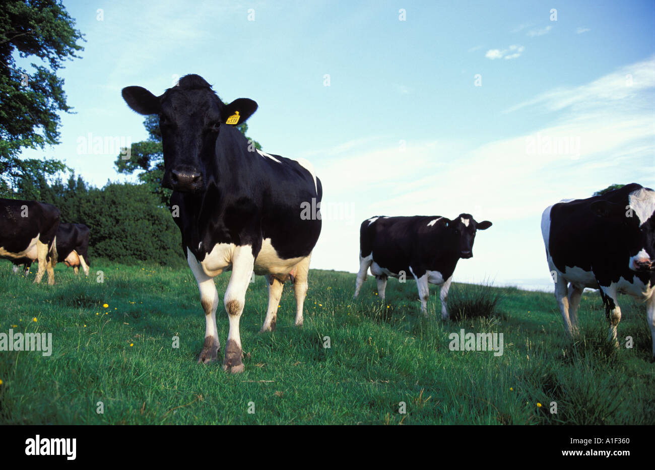 Friesian cows in meadow Stock Photo