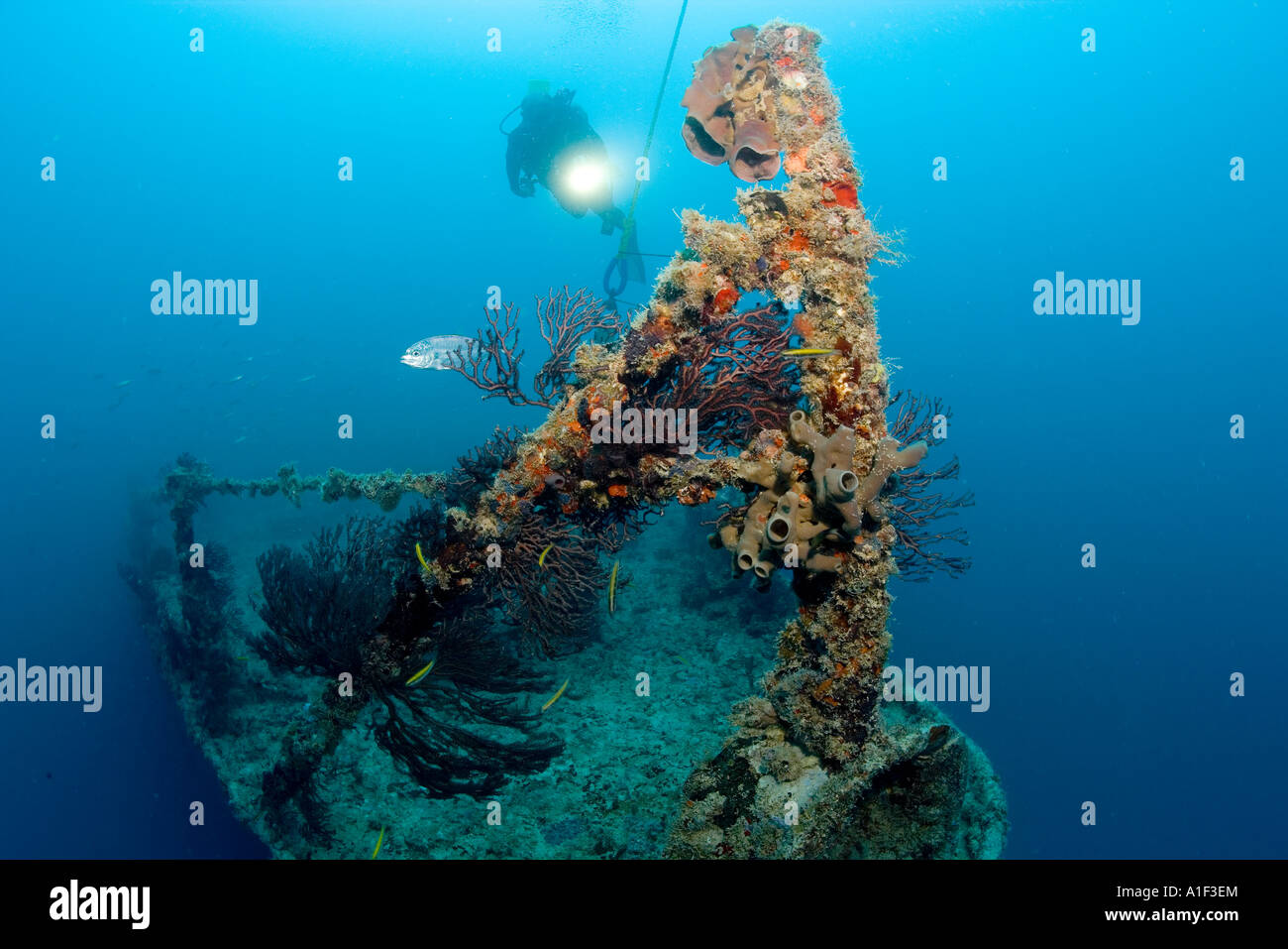MALE SCUBA DIVER ILLUMINATES PROFUSE SPONGE GROVE AND OTHER MARINE LIFE ON THE BOW OF THE USS SPIEGEL GROVE Stock Photo