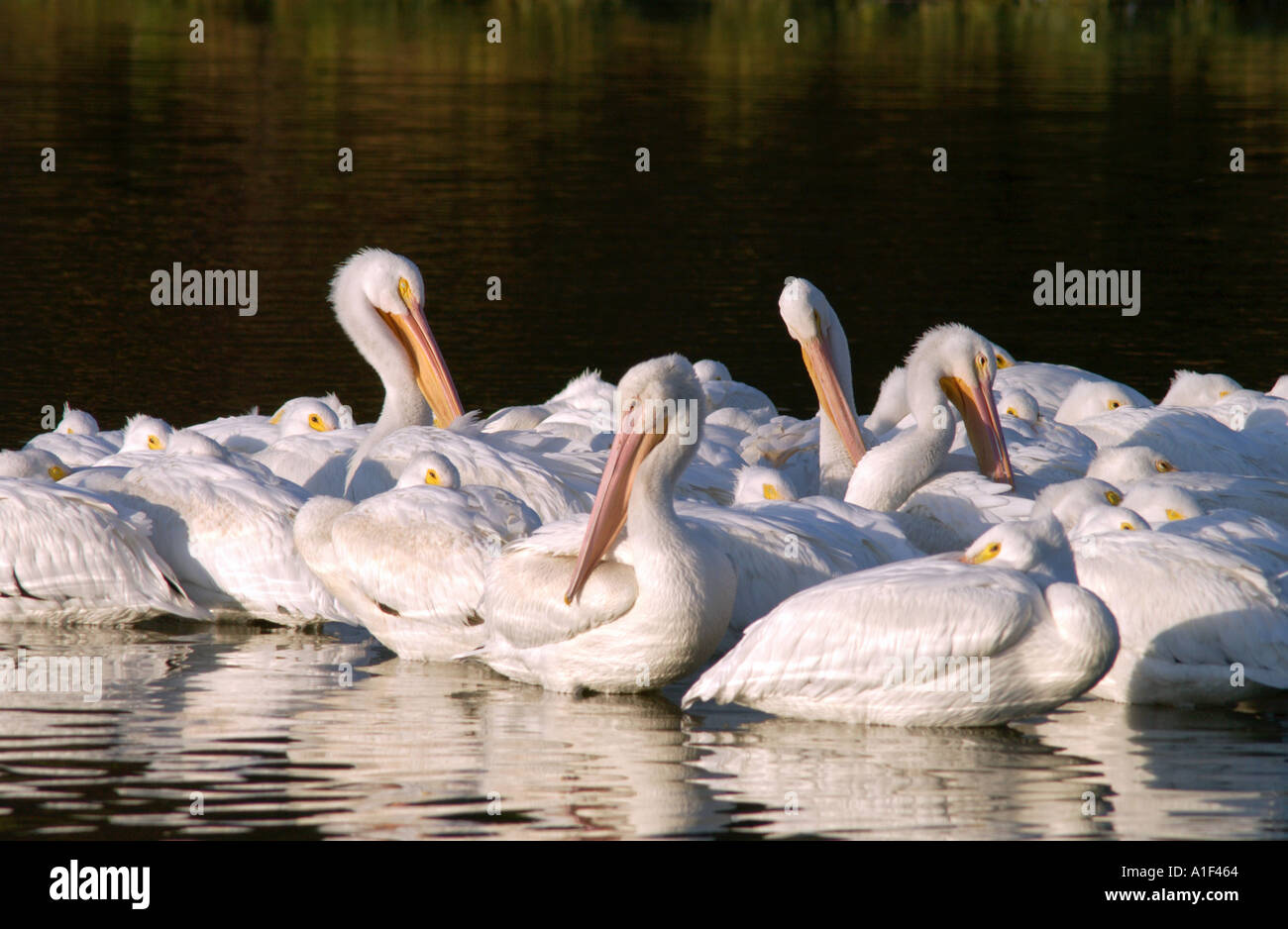 Pelican Raft Pelican Raft Stock Photo - Alamy